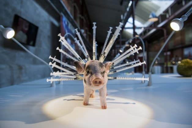CU PORCI ÎN POLITICĂ RĂMÂNEM FĂRĂ PORCI ÎN BĂTĂTURĂ
