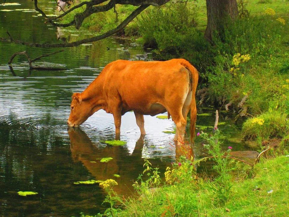 EȘTI FERMIER ȘI VREI CA ANIMALELE TALE SĂ BEA APĂ? PLĂTEȘTE ÎNTÂI O TAXĂ ABERANTĂ!