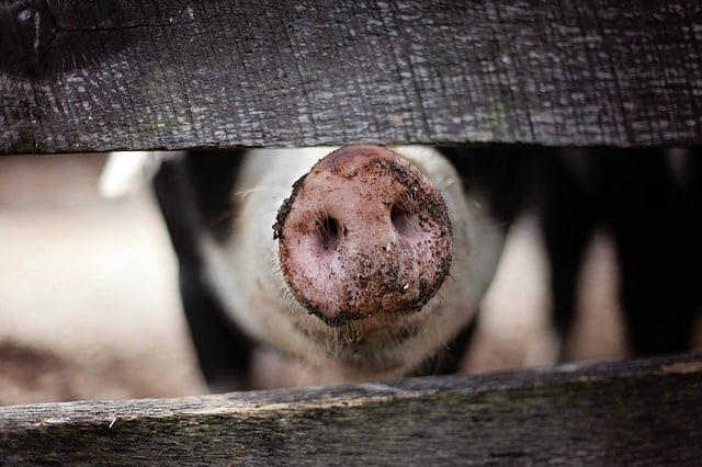 ANSVSA folosește pretextul „pericolului permanent” al pestei porcine pentru a ruina fermierii, micii producători și gospodăriile României