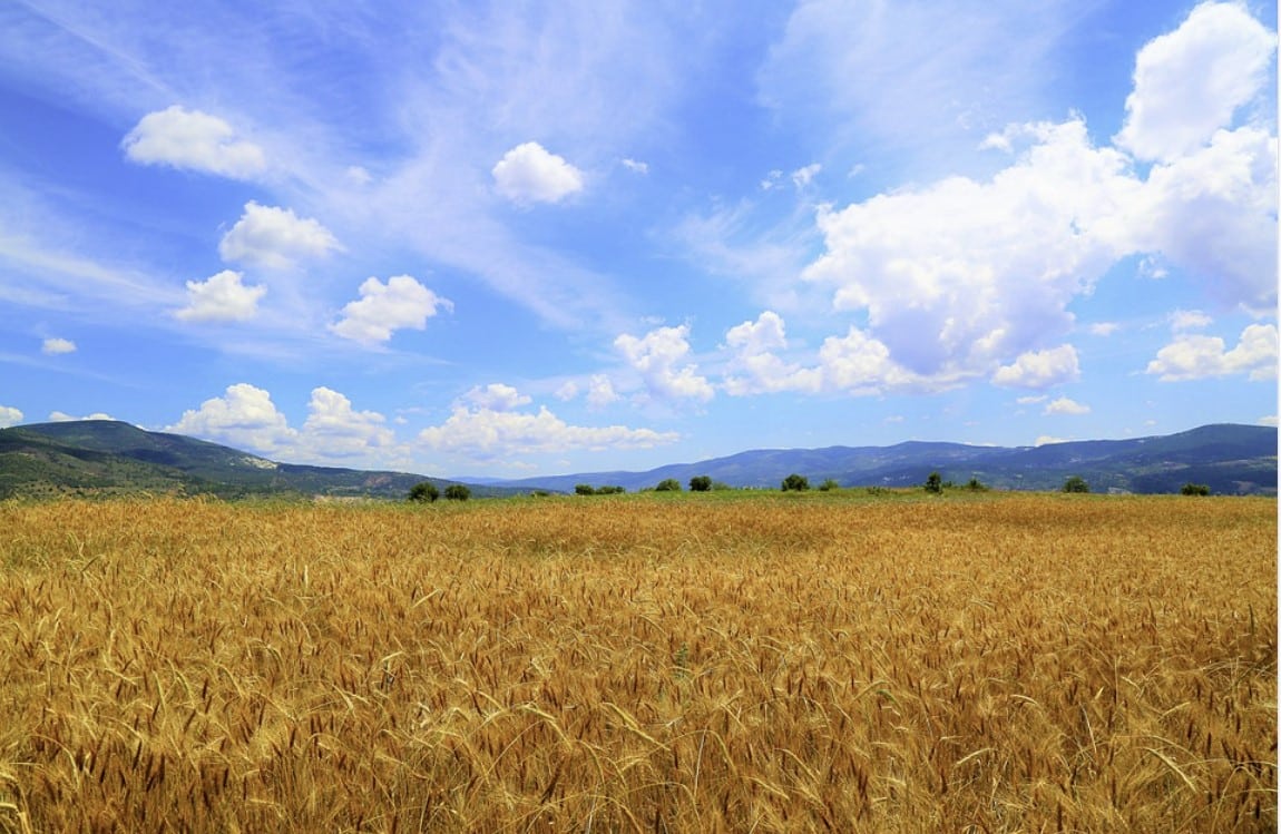 România, de la „grânar al Europei” la „hambar al Europei”. Propunerile AUR pentru suveranitatea agroalimentară a țării